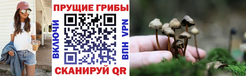 где продают   Воркута  Псилоцибиновые грибы Magic Shrooms 